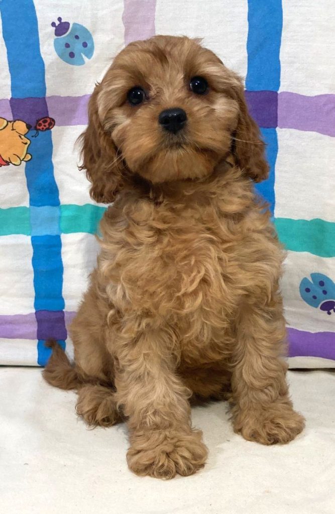 Cavapoo - Haven