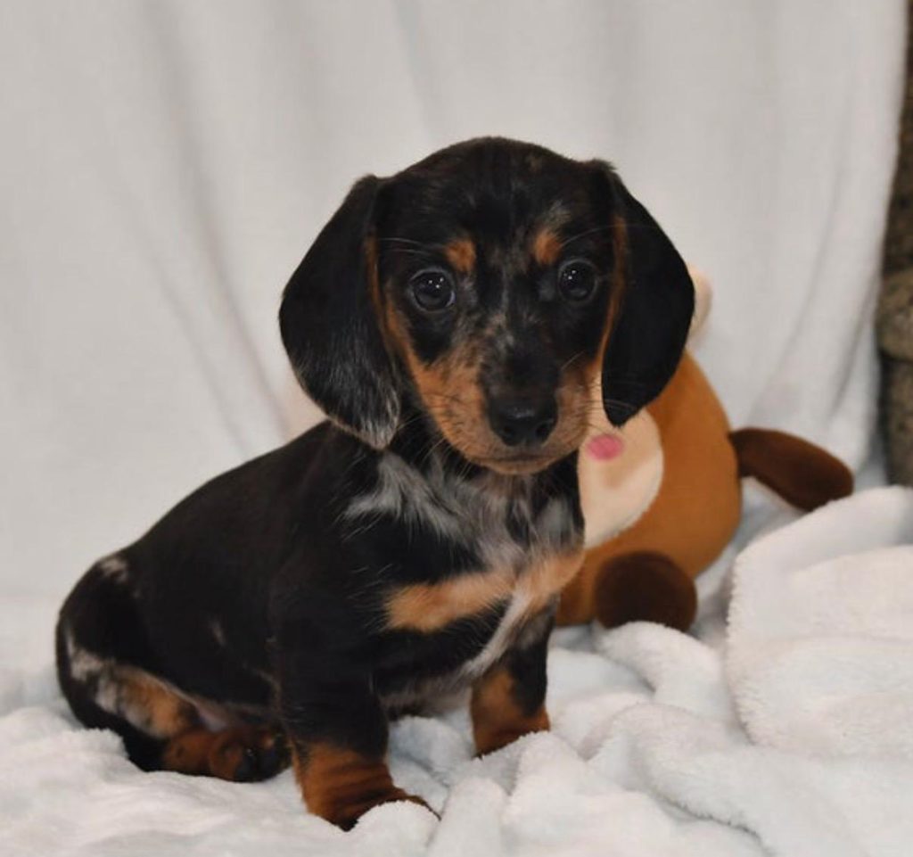 Mini Dachsund - Lulu