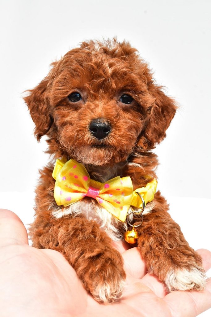 Miniature Poodle - Gage