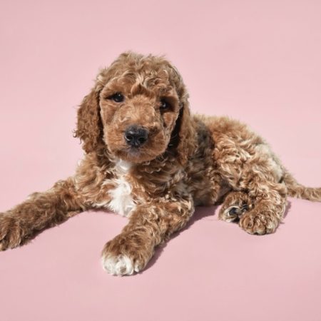 Chloe - Female Standard Poodle puppy
