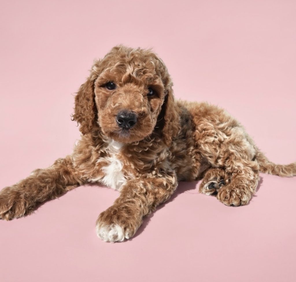 Chloe - Female Standard Poodle puppy