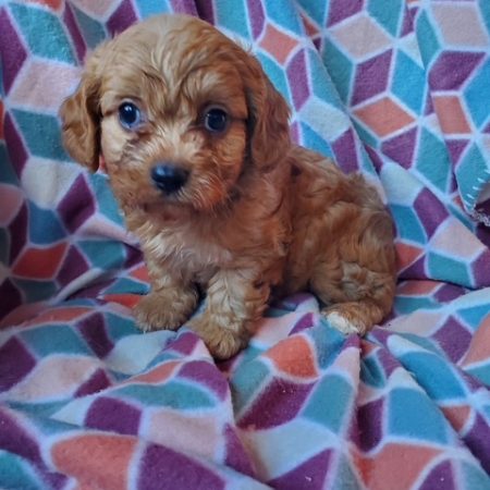 Wallace - Male Cavapoo puppy