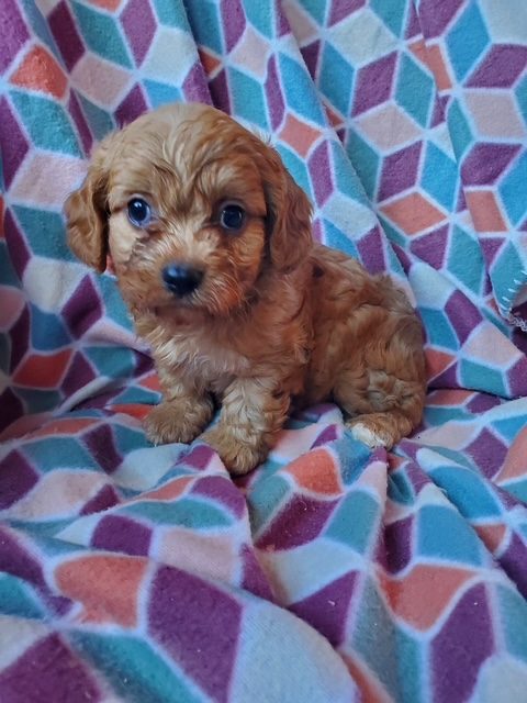 Wallace - Male Cavapoo puppy