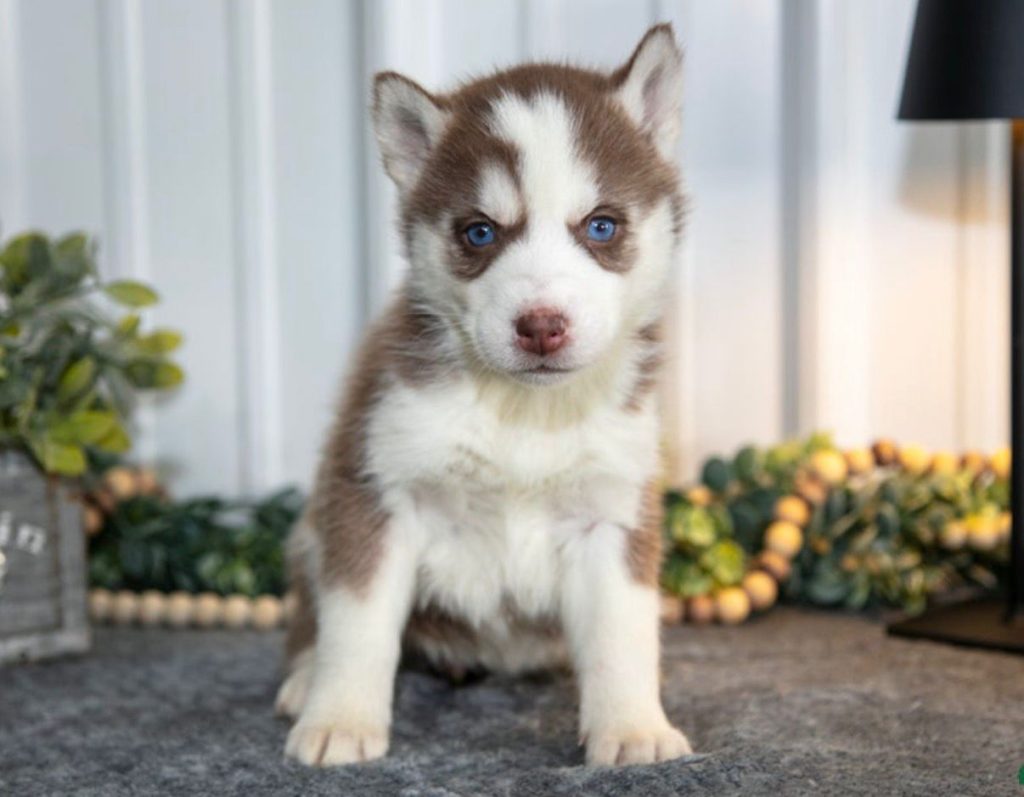 Siberian Husky - Betty