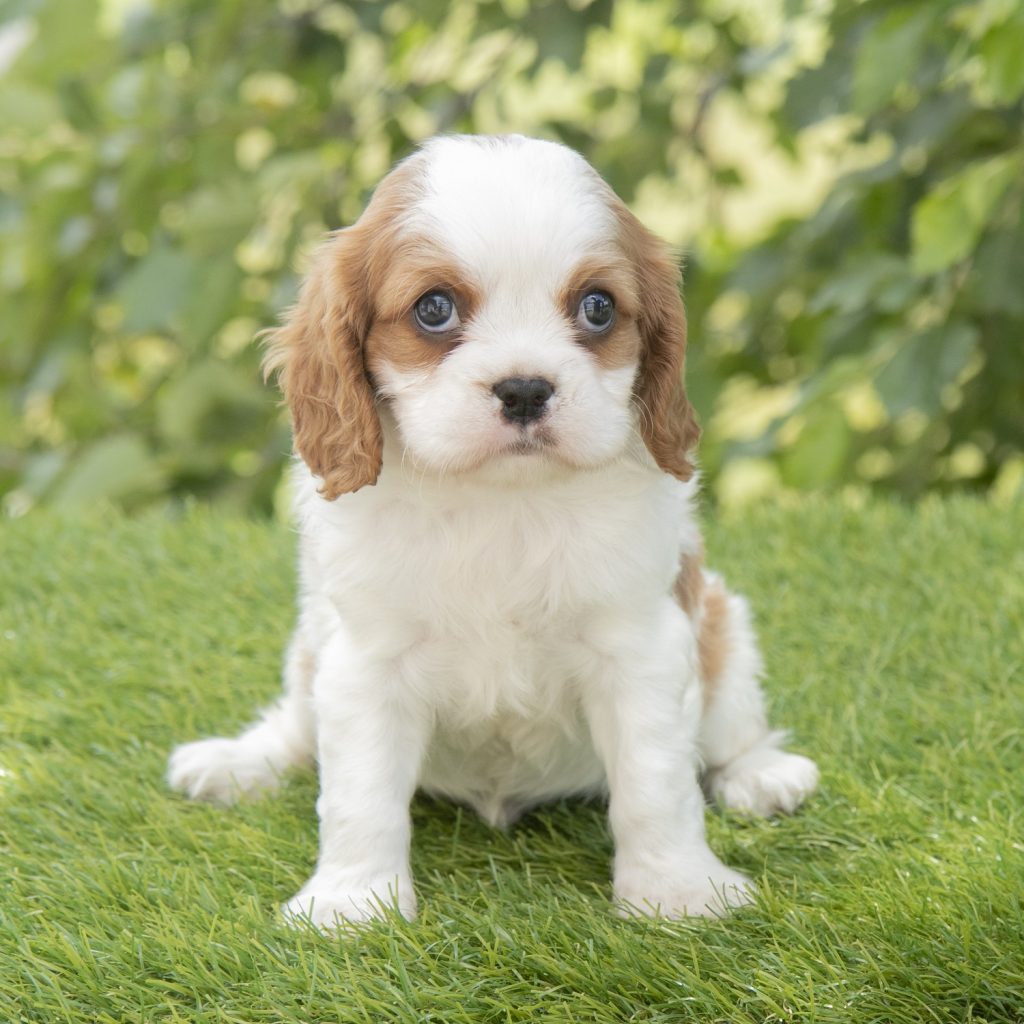 Cavalier King Charles - Harley