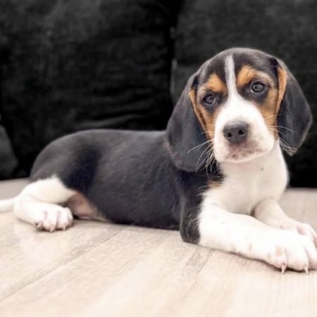 Wally - Male Beagle puppy
