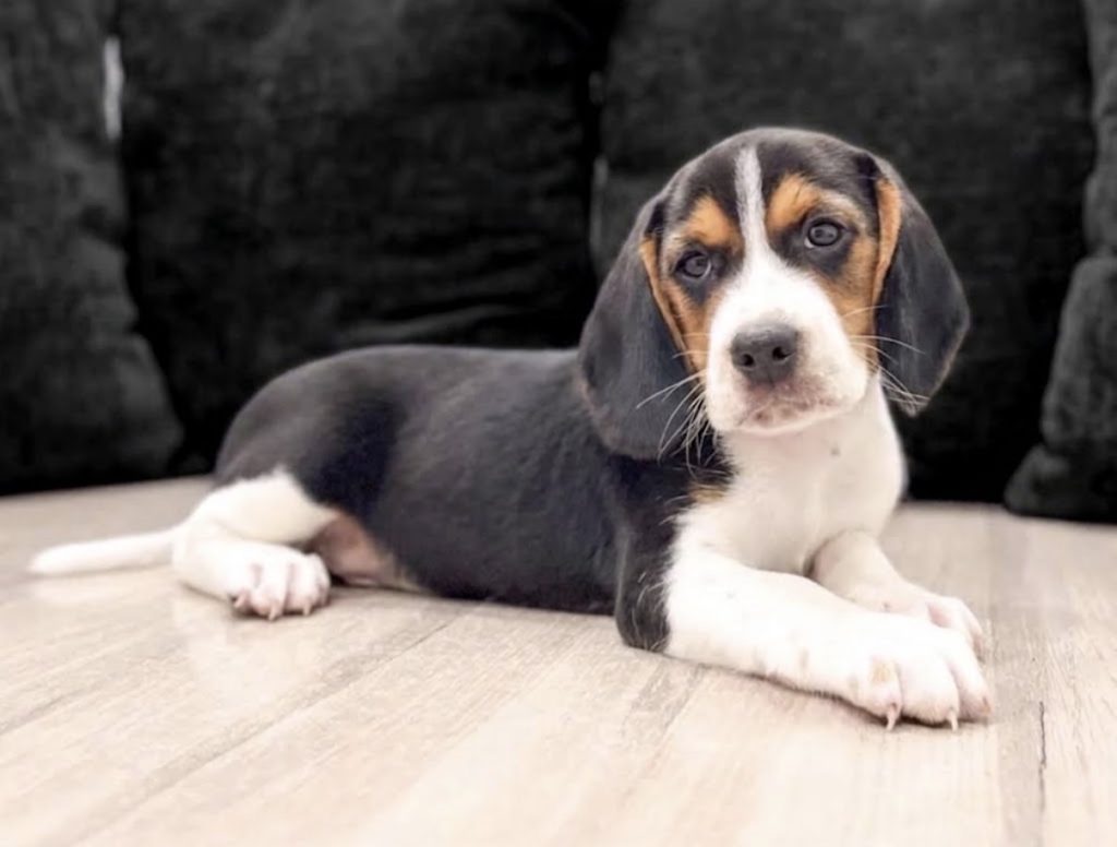Wally - Male Beagle puppy