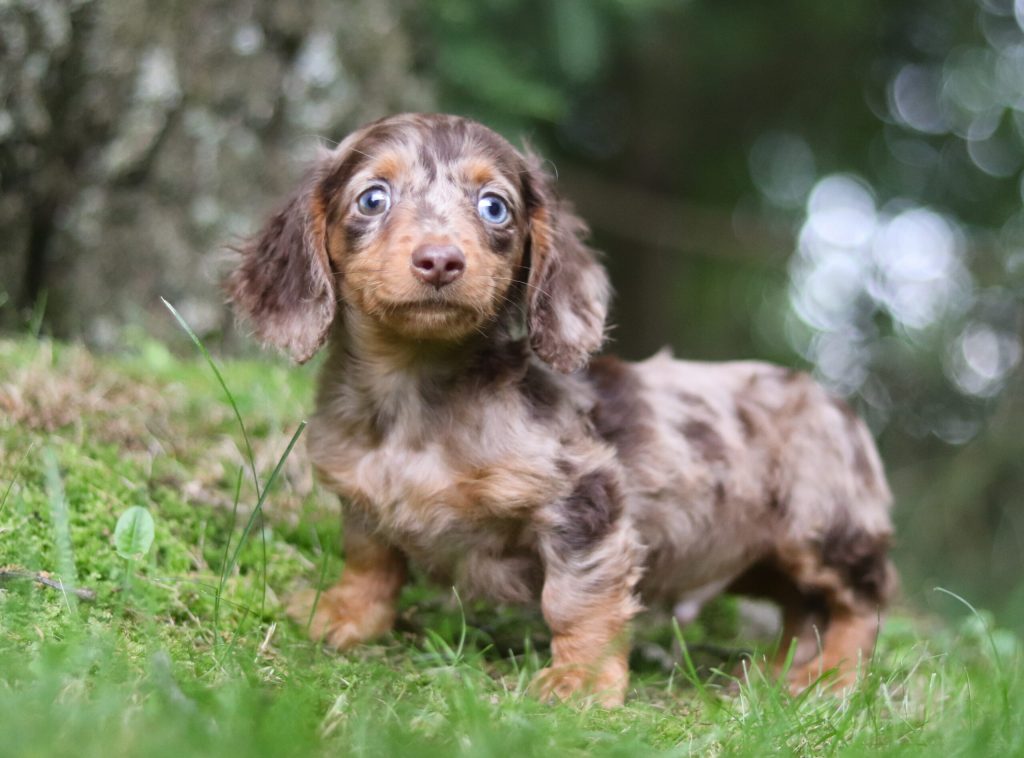 Miniature Dachsund - Zoar