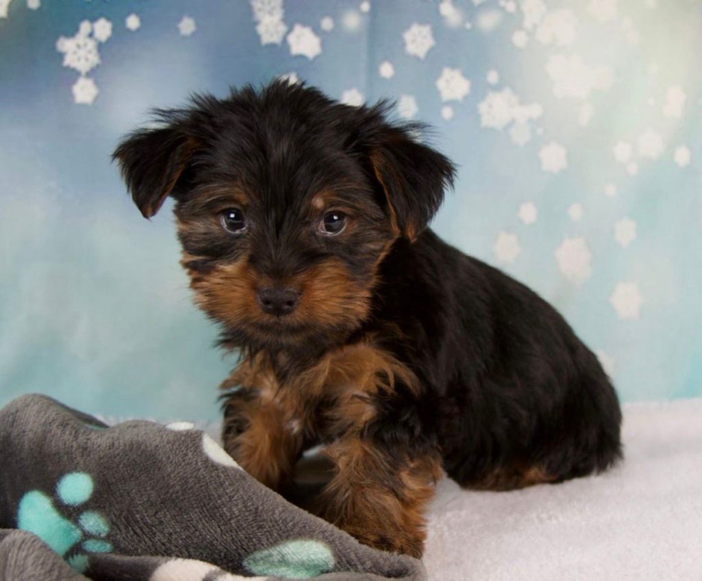 Yorkshire Terrier - Roscoe