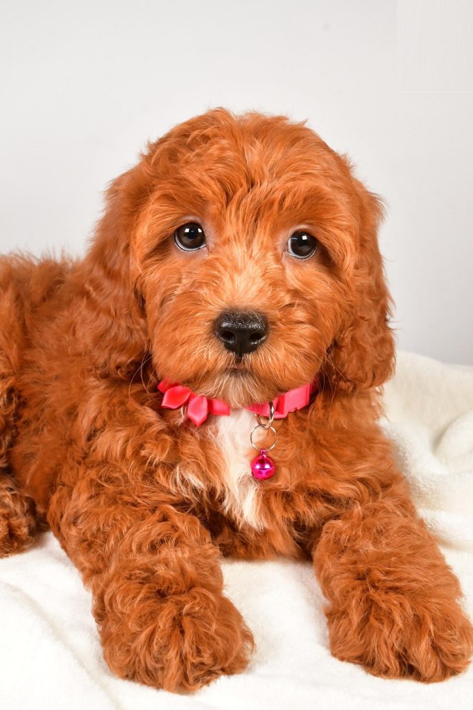 F1B Cavapoo - Stacey