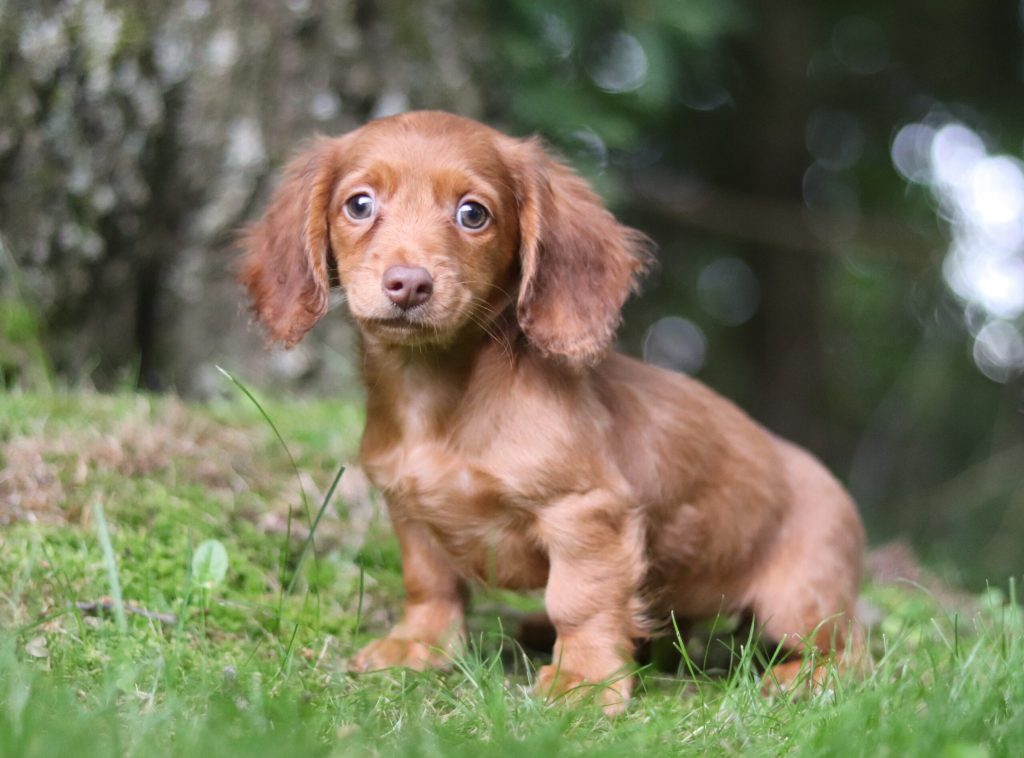 Miniature Dachsund -  Zoe
