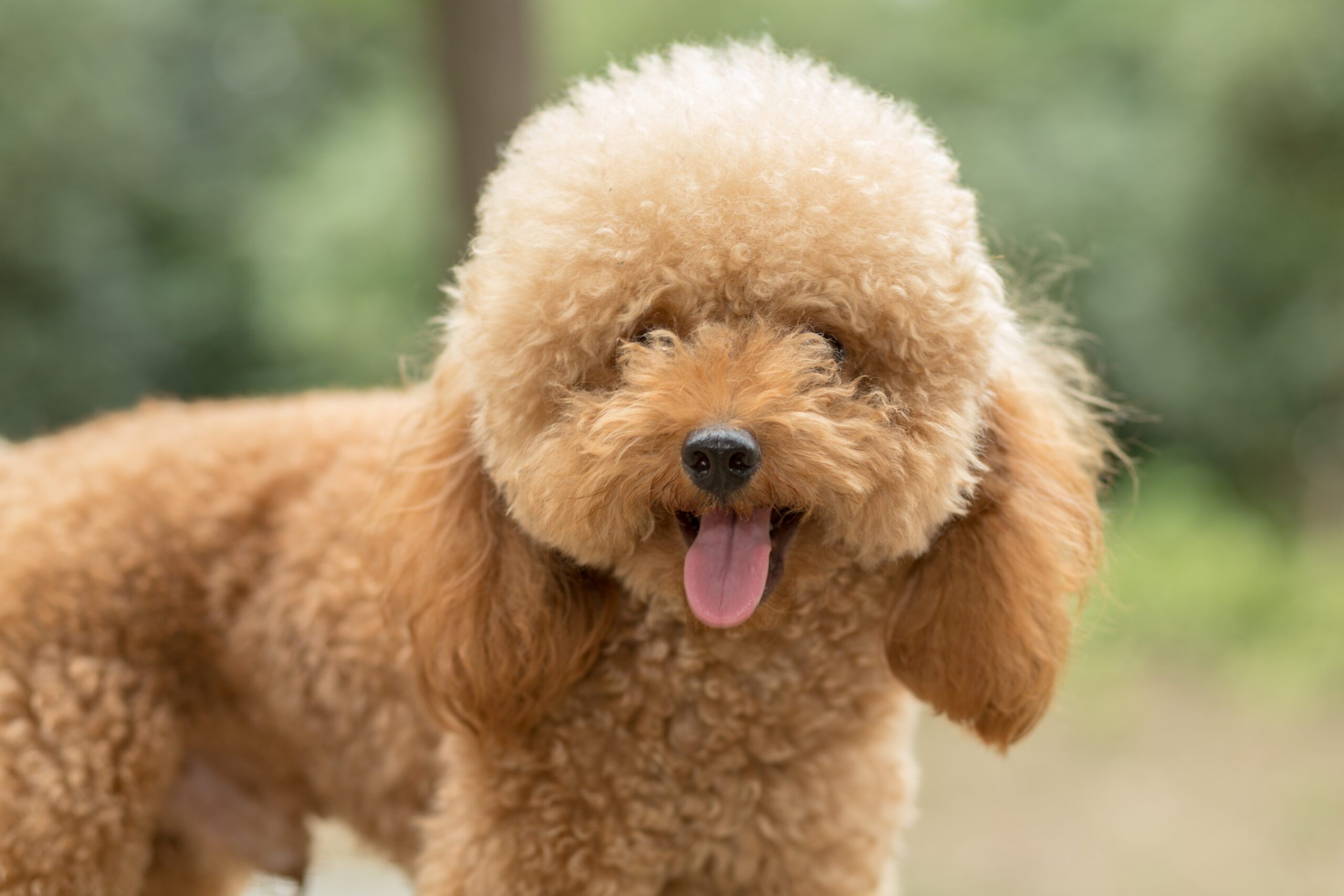 cavapoo puppies for sale queens ny