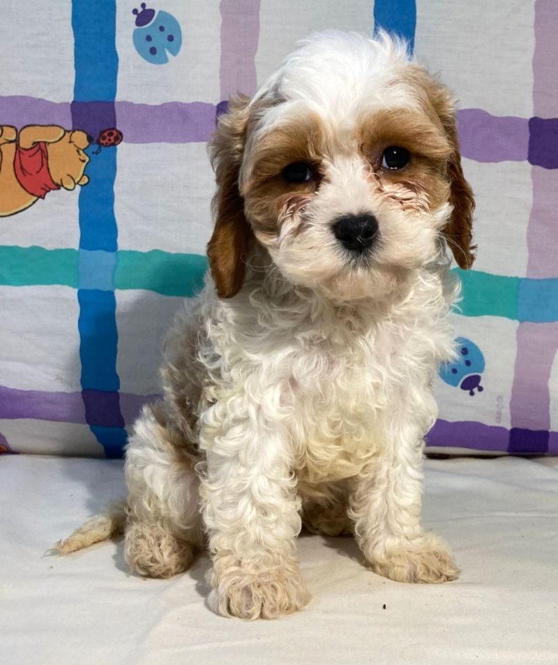 Cavapoo - Cupcake