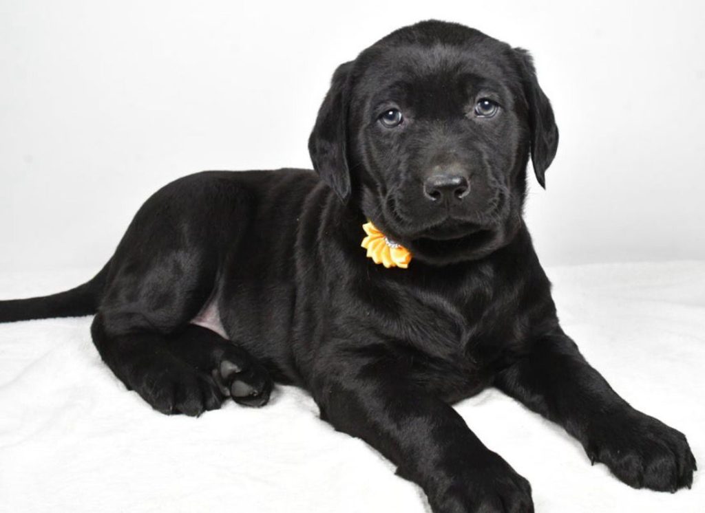 Labrador Retriever - Isabella