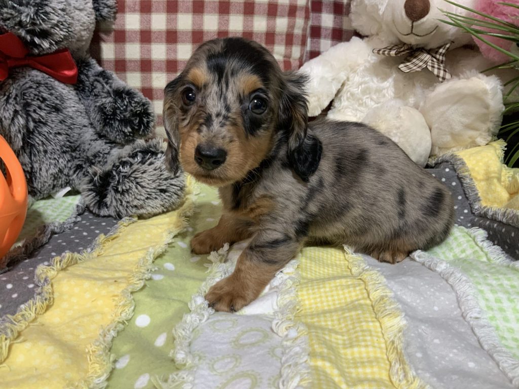 Miniature Dachsund - Lane