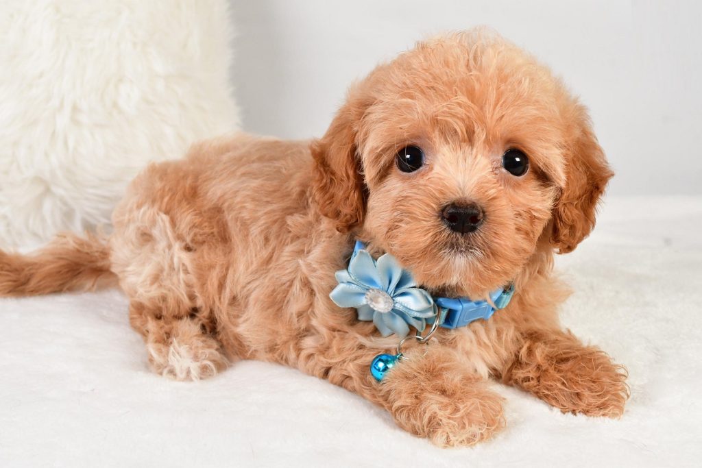 Shihpoo -  Charlotte
