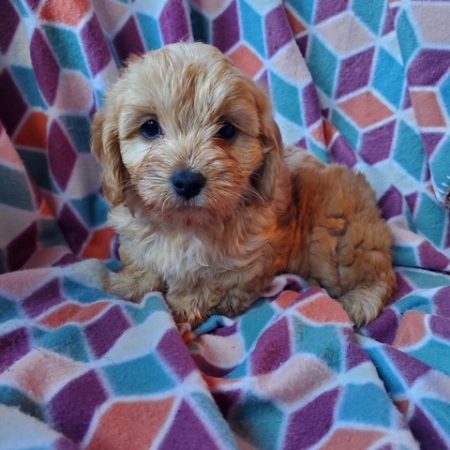 Goldie - Female Cavapoo puppy