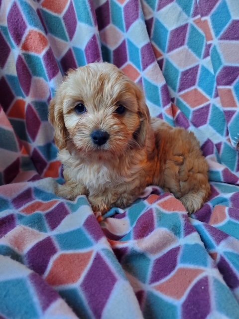 Goldie - Female Cavapoo puppy