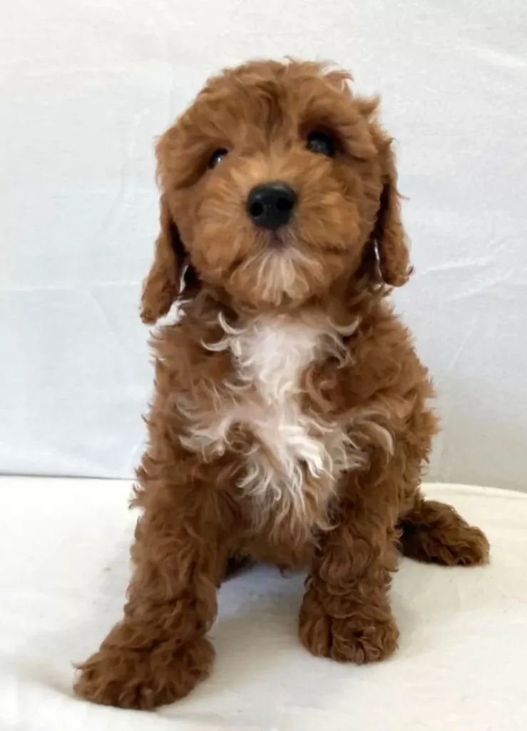Mini Goldendoodle - Huckberry