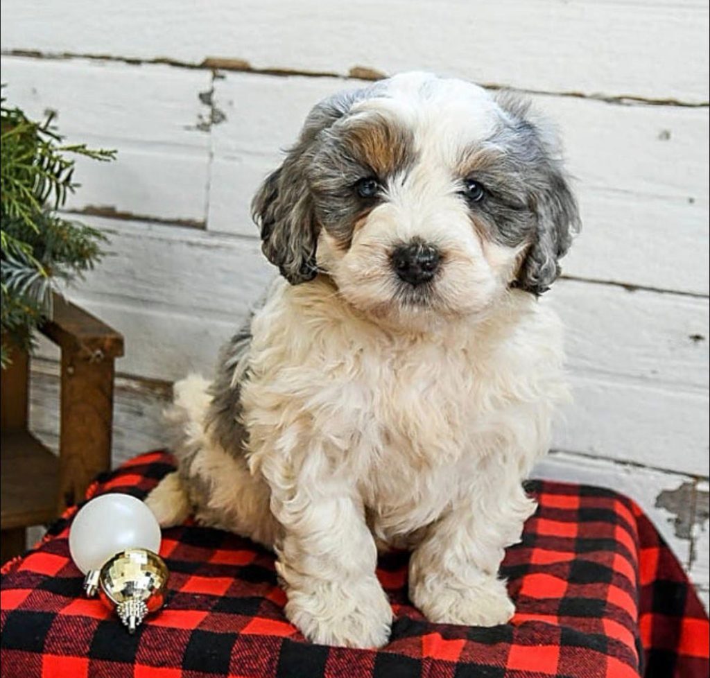 Mini Bernedoodle - Taylor