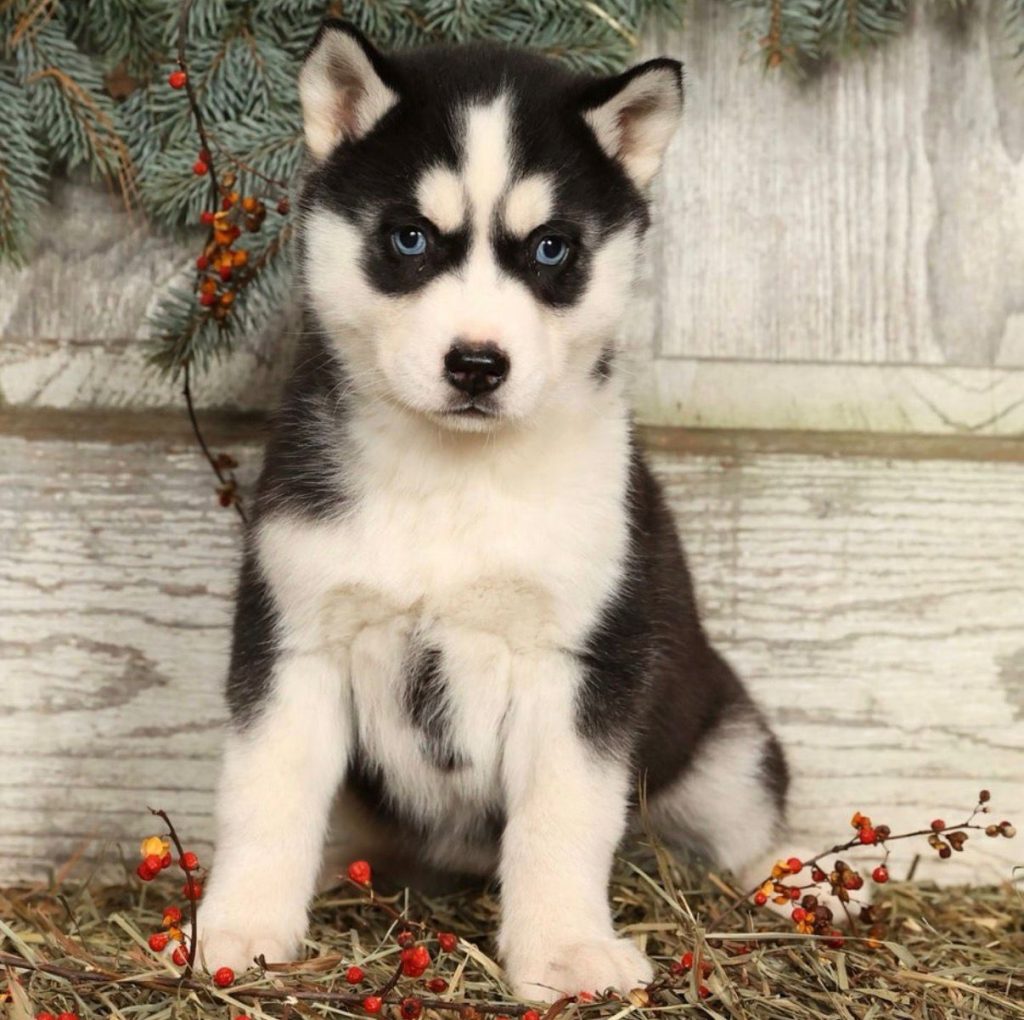 Siberian Husky - Duke
