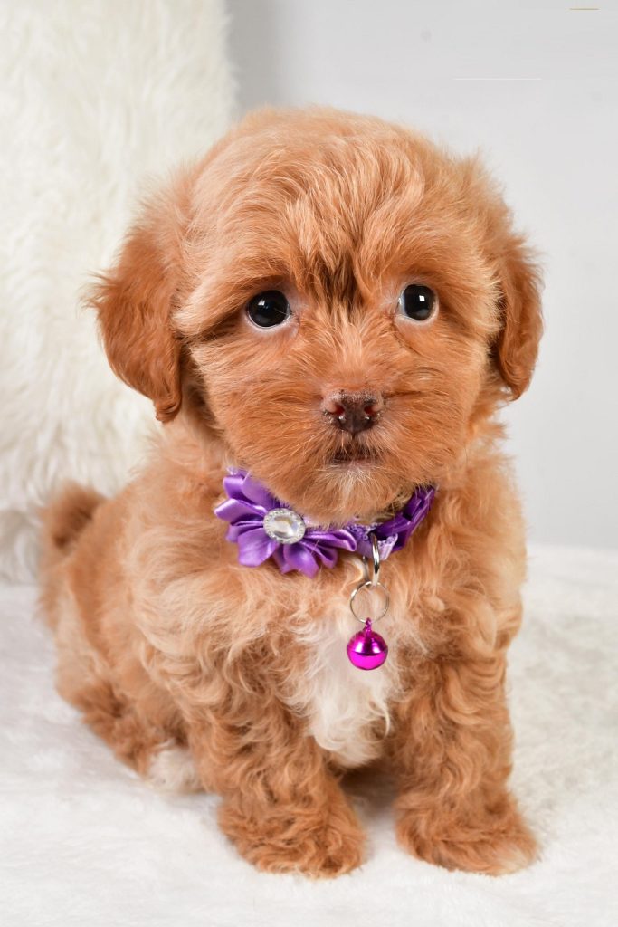 Shihpoo - Carmel