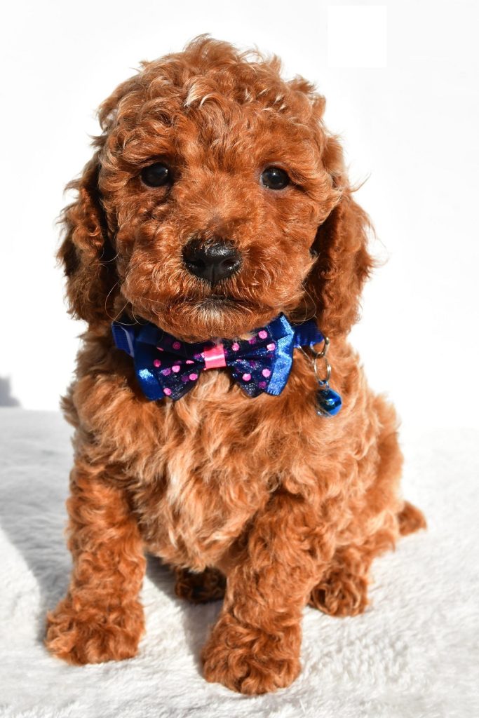 Miniature Poodle - Tommy