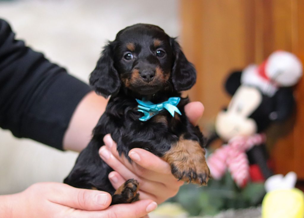 Miniature Dachsund - Munchkin