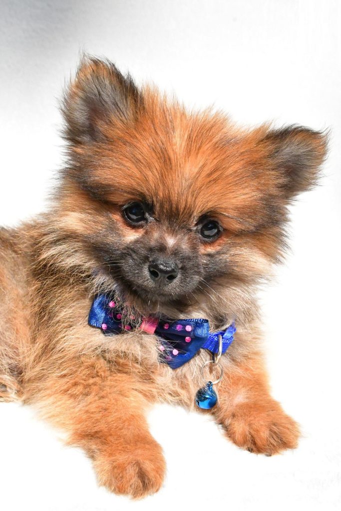 Pomeranian -  Colan