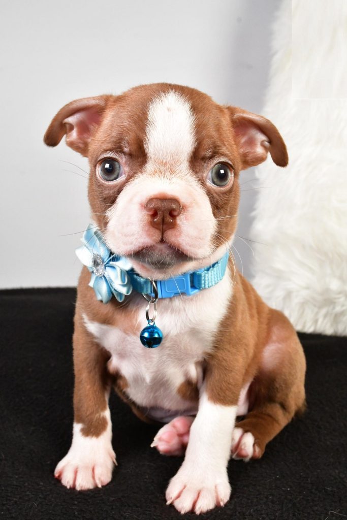 Boston Terrier - Holly
