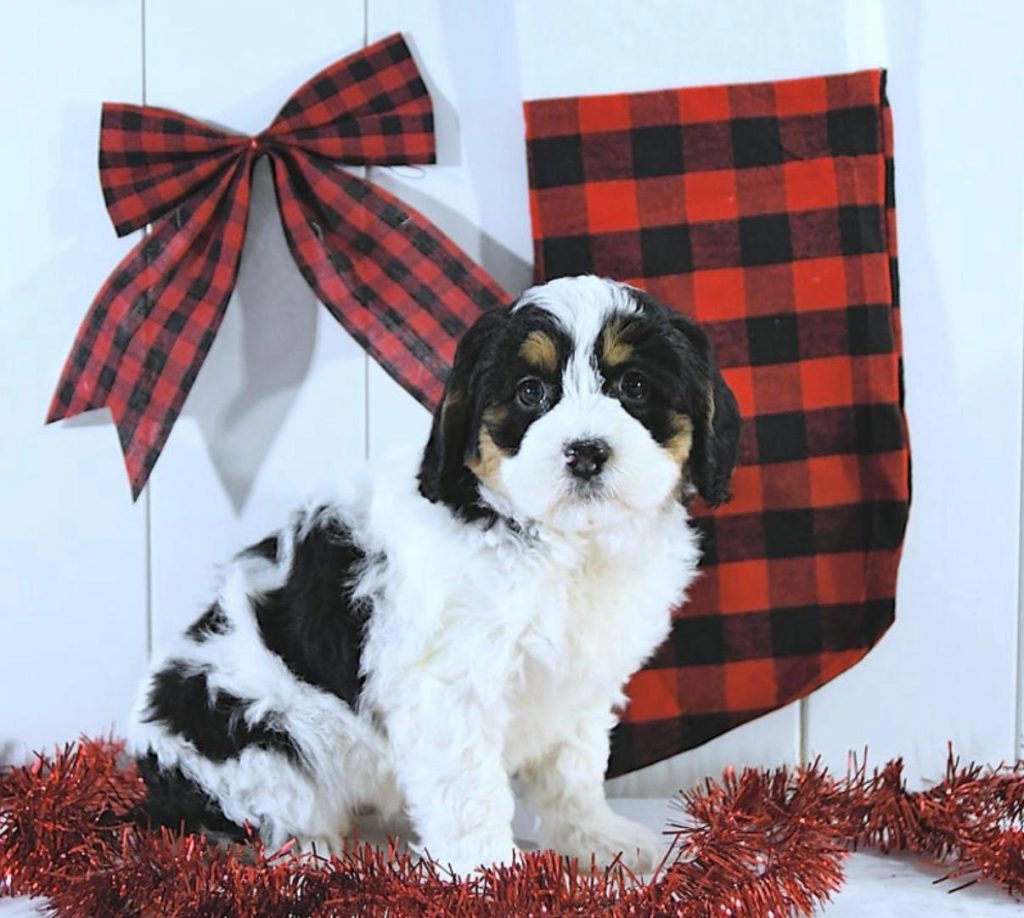 Mini Bernedoodle - Rover