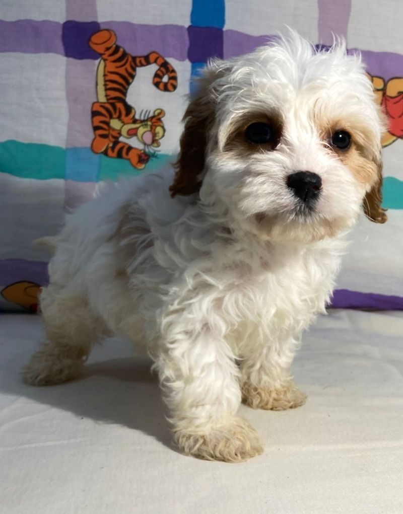 Cavapoo - Classy