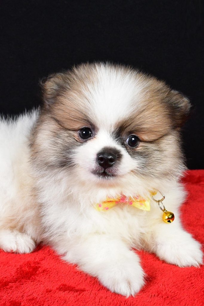 Pomeranian -  Moe
