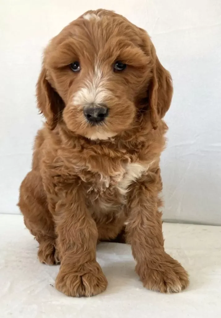 Goldendoodle - Freedom