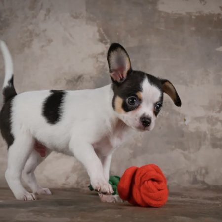 Shadow - Female Chihuahua puppy