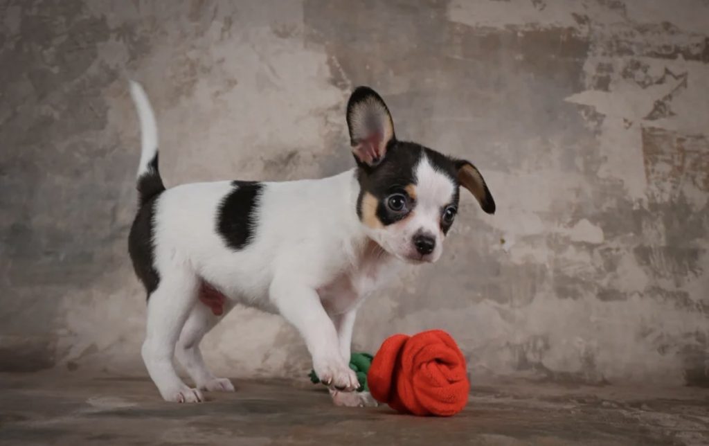 Shadow - Female Chihuahua puppy