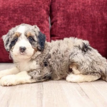 Rosie - Female Mini Bernedoodle puppy