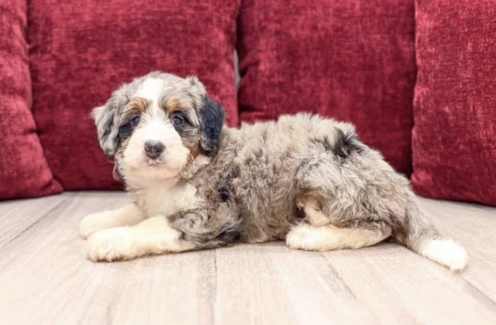 Rosie - Female Mini Bernedoodle puppy