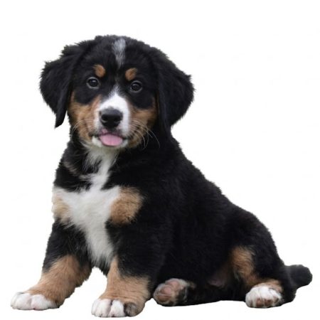 Rose - Female Bernese Mountain Dog puppy
