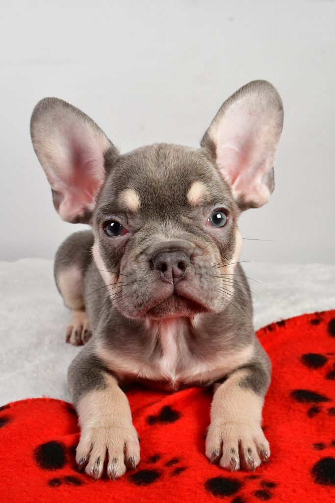 French Bulldog -  Ian