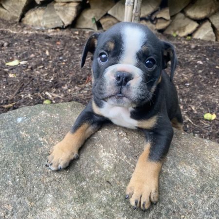 Precious - Female English Bulldog puppy