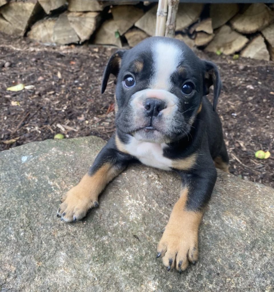 Precious - Female English Bulldog puppy