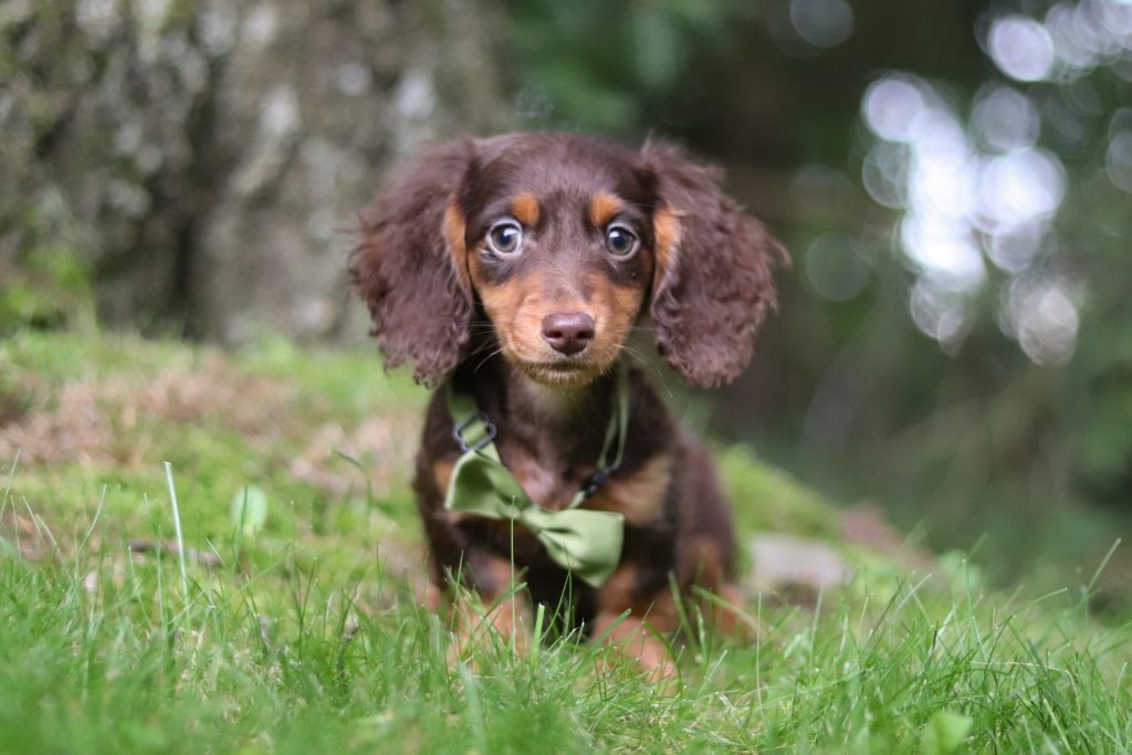 Miniature Dachsund - Zion