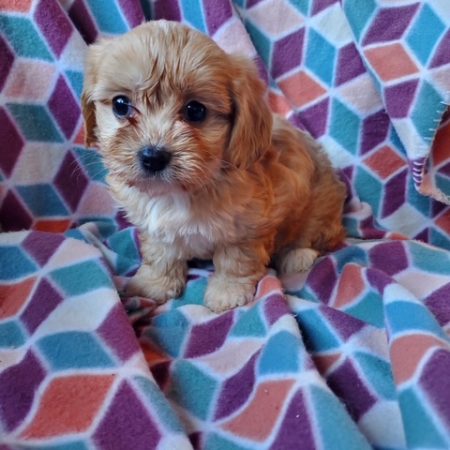 Carmel - Female Cavapoo puppy