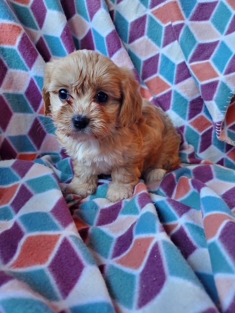 Carmel - Female Cavapoo puppy