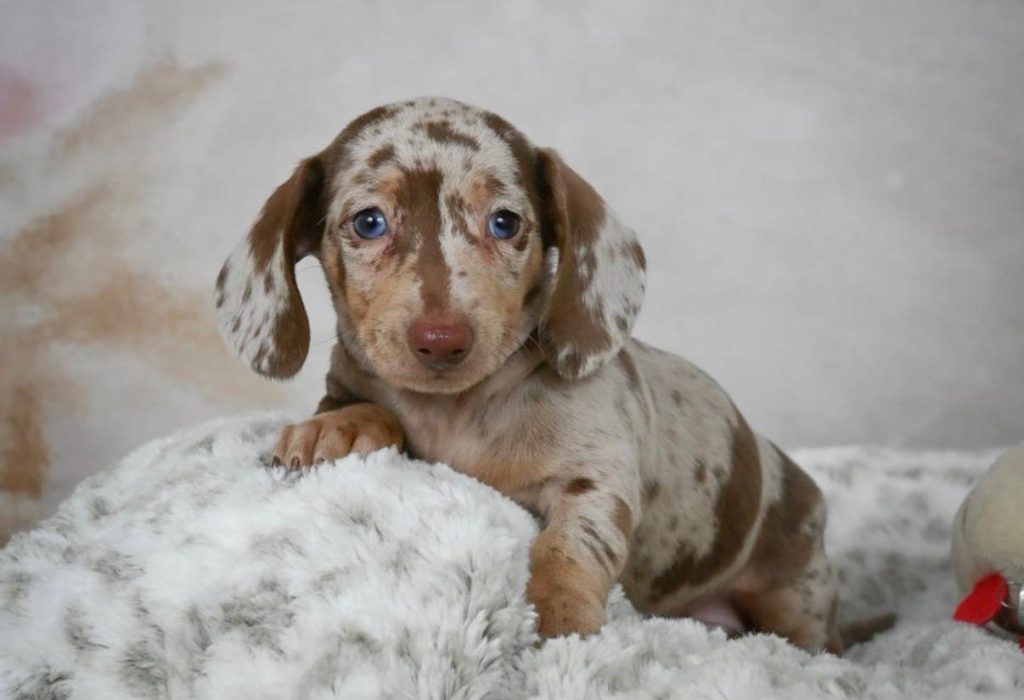 Mini Dachsund - Ophelia