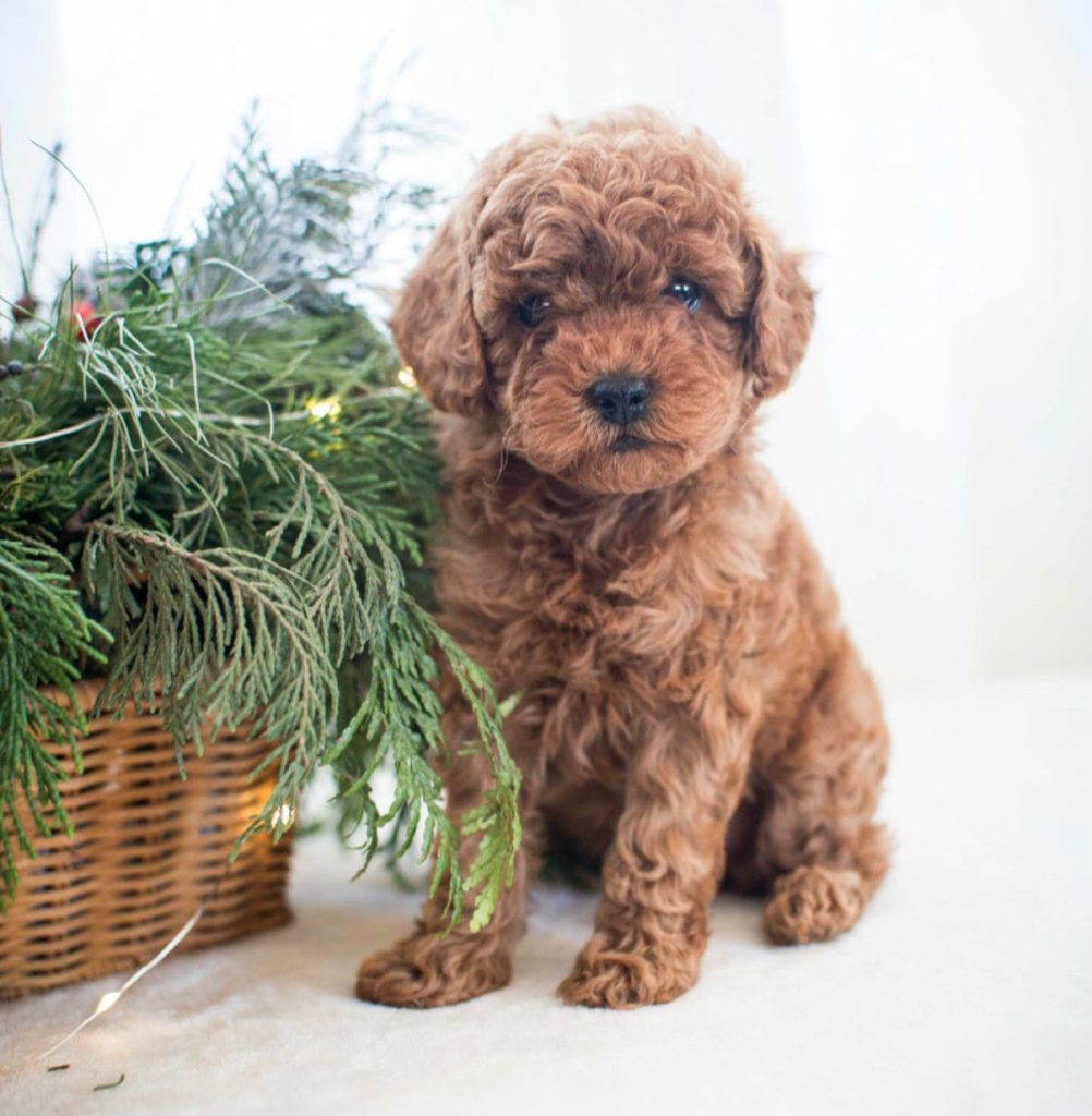 Toy Poodle - Billy