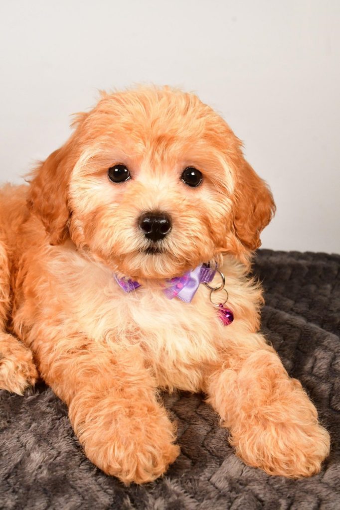 F1B Cavapoo - Snicker