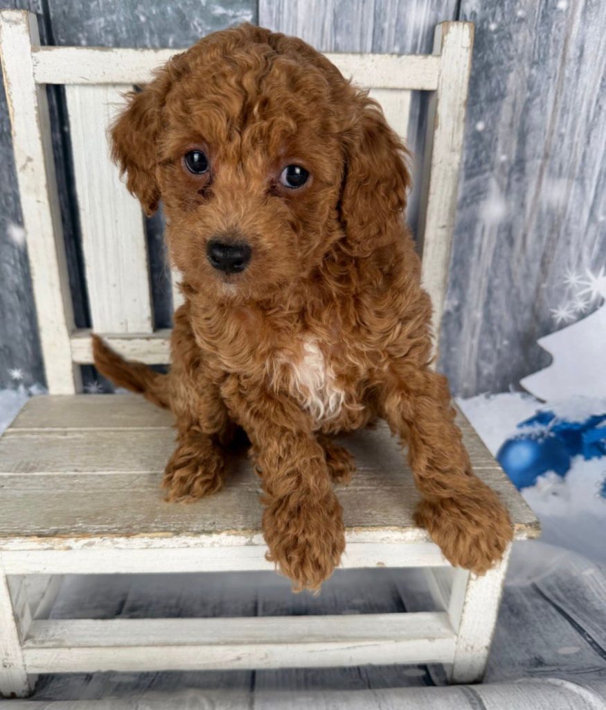 Cavapoo - King