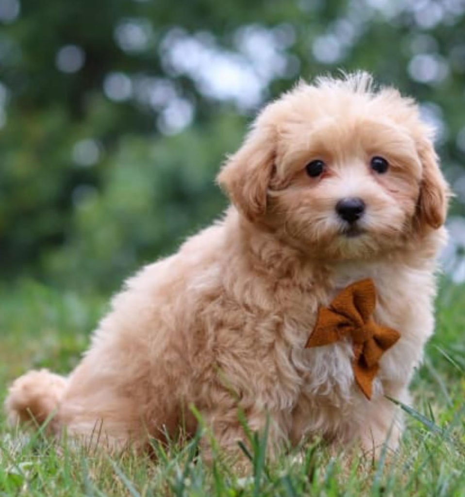 Maltipoo - Benji